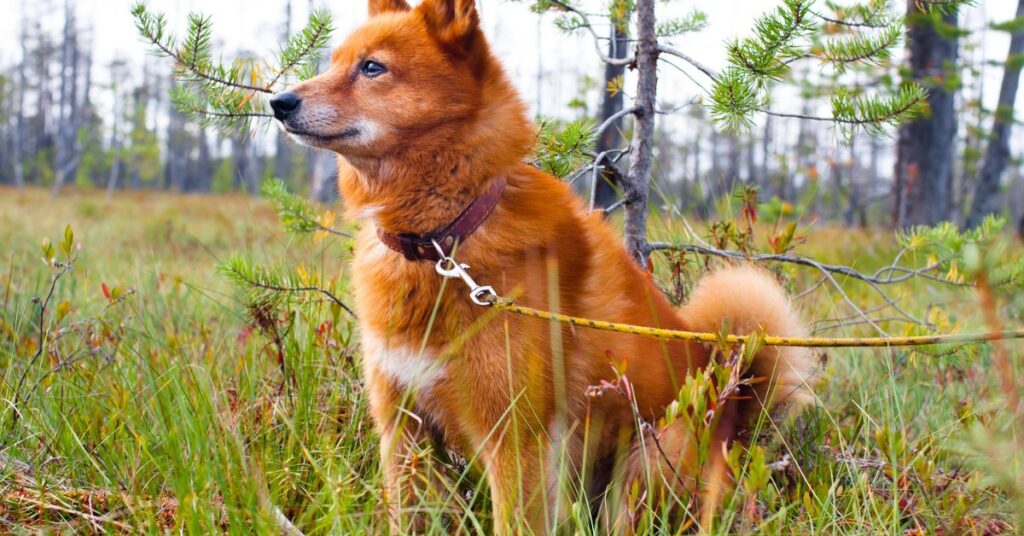 Finnish Spitz