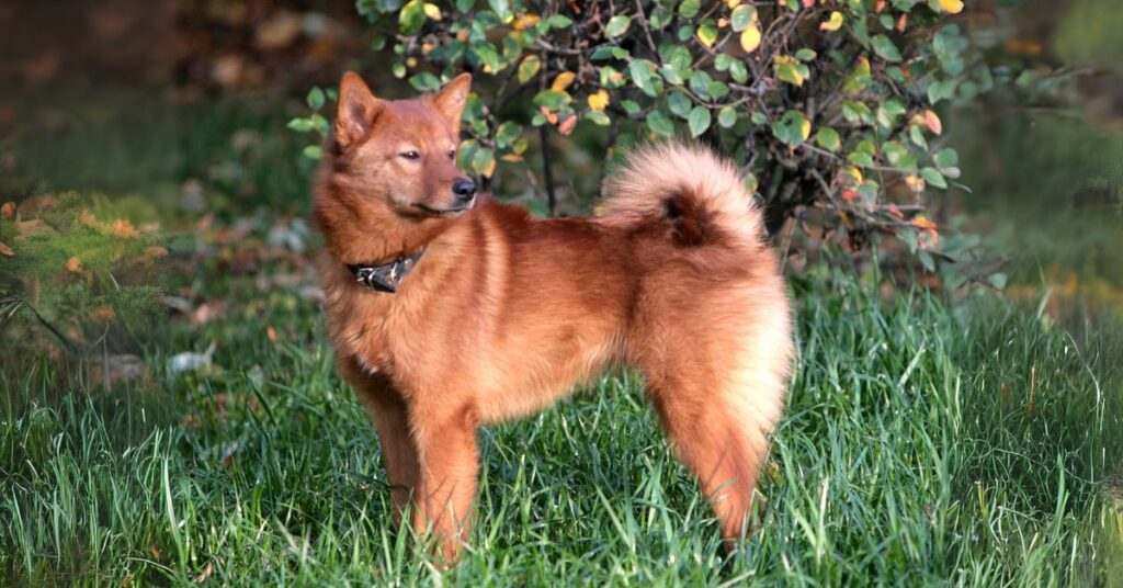 Finnish Spitz