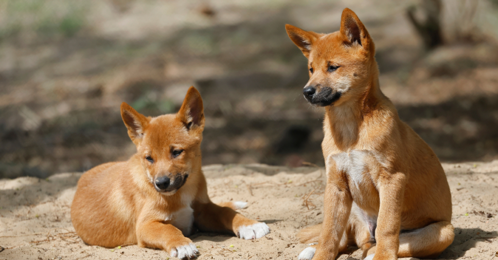 Dingo