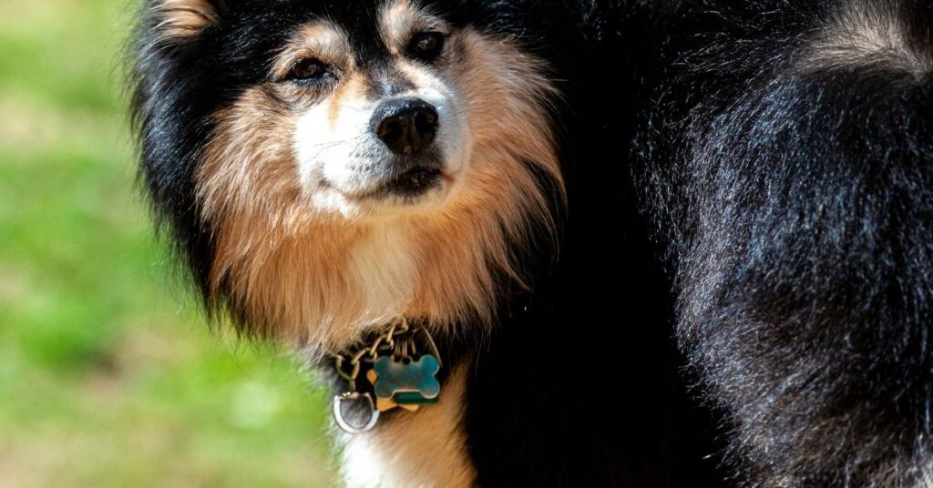 Finnish Lapphund