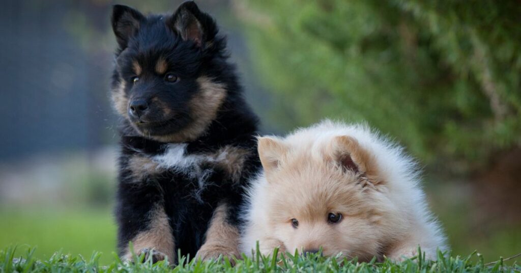 Finnish Lapphund Puppies