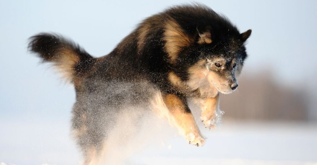 Finnish Lapphund