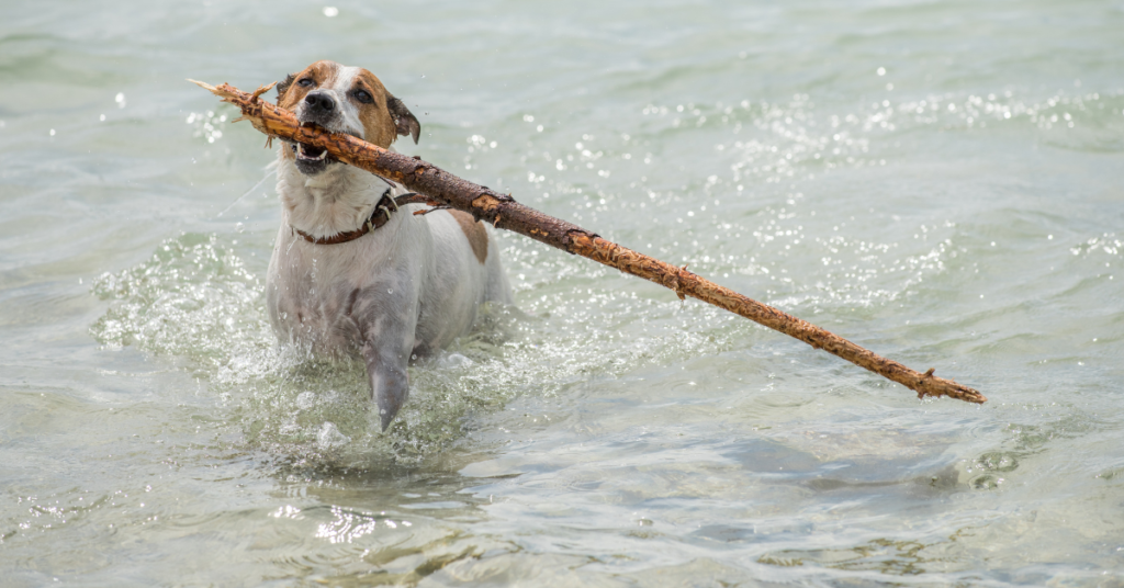 Danish-Swedish Farmdog
