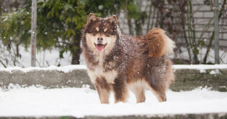 Finnish Lapphund: The Gentle and Hardy Nordic Herding Dog