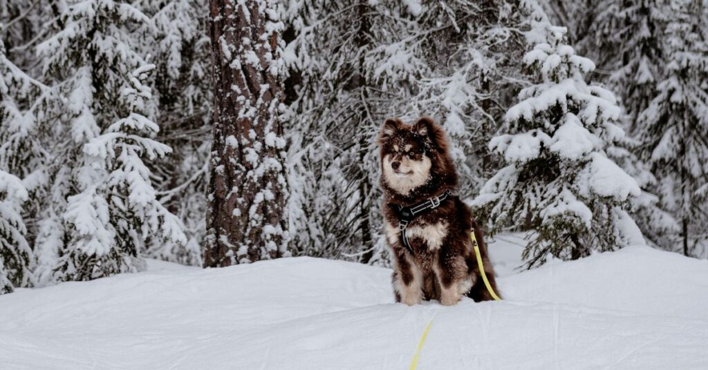 Finnish Lapphund