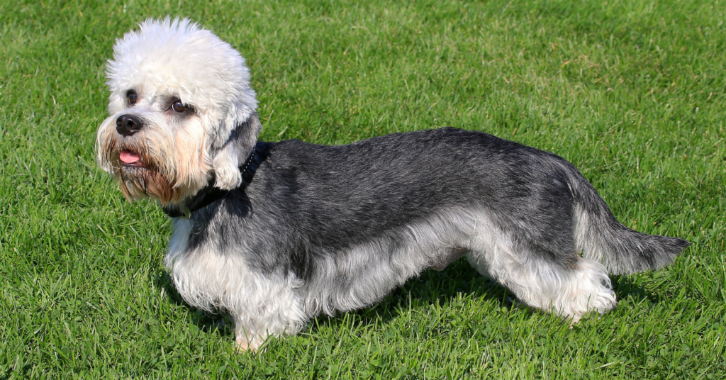Dandie Dinmont Terrier