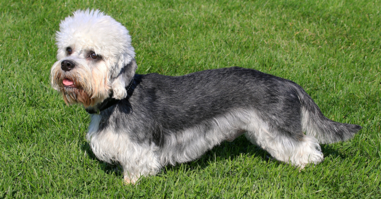 Dandie Dinmont Terrier: A Loyal and Affectionate Companion with Unique Features
