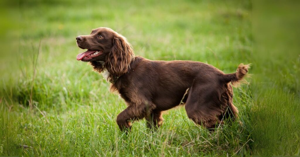 Field Spaniel