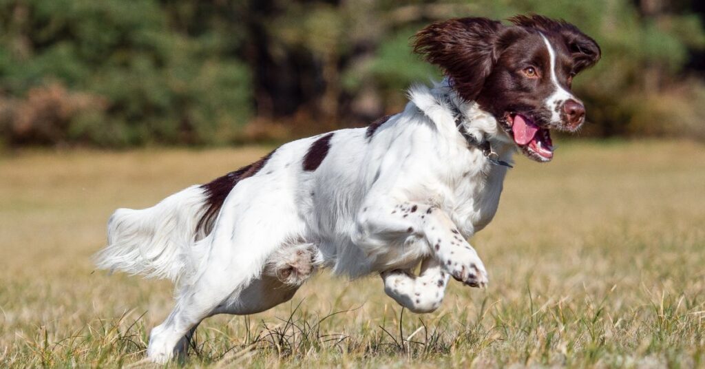 Field Spaniel