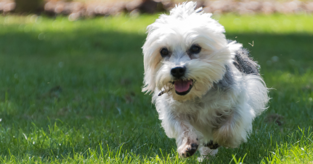 Dandie Dinmont Terrier