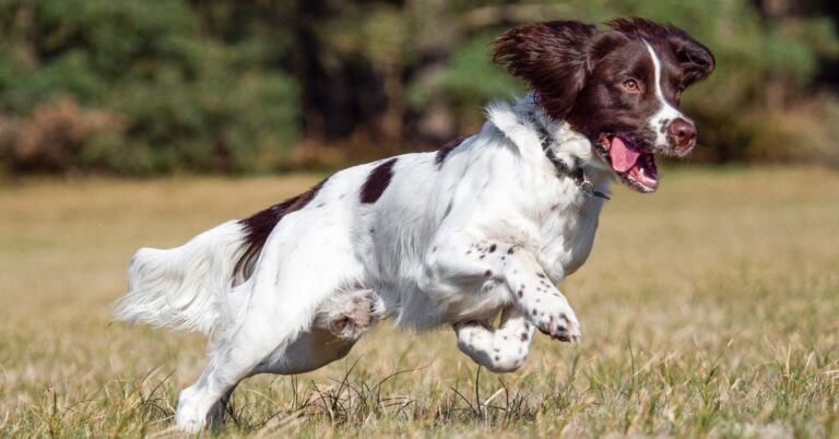 Field Spaniel: An Elegant Rare Spaniel Breed with a Fun-Loving Nature