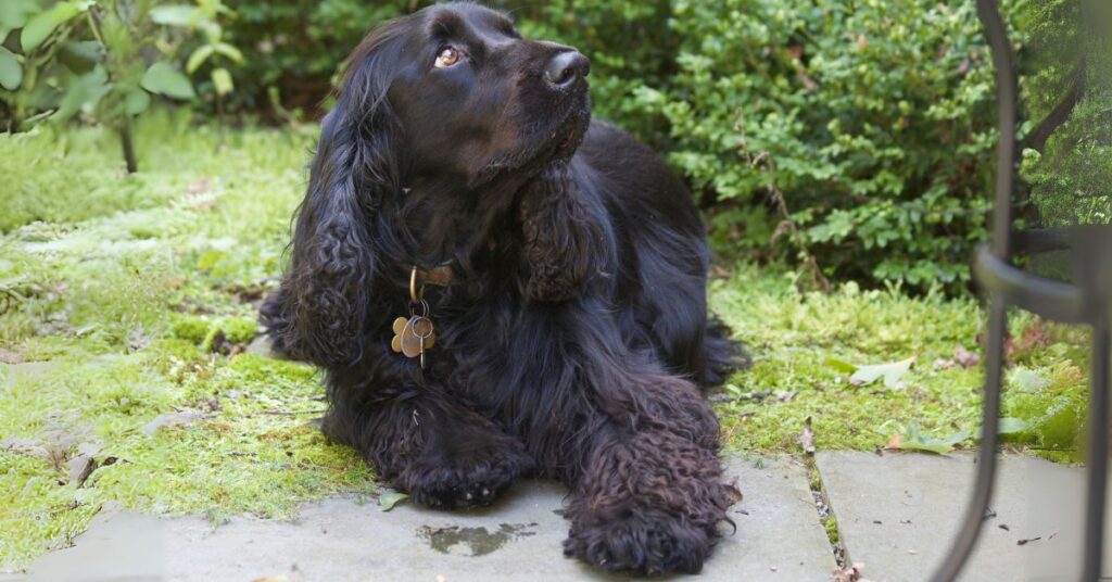 Field Spaniel