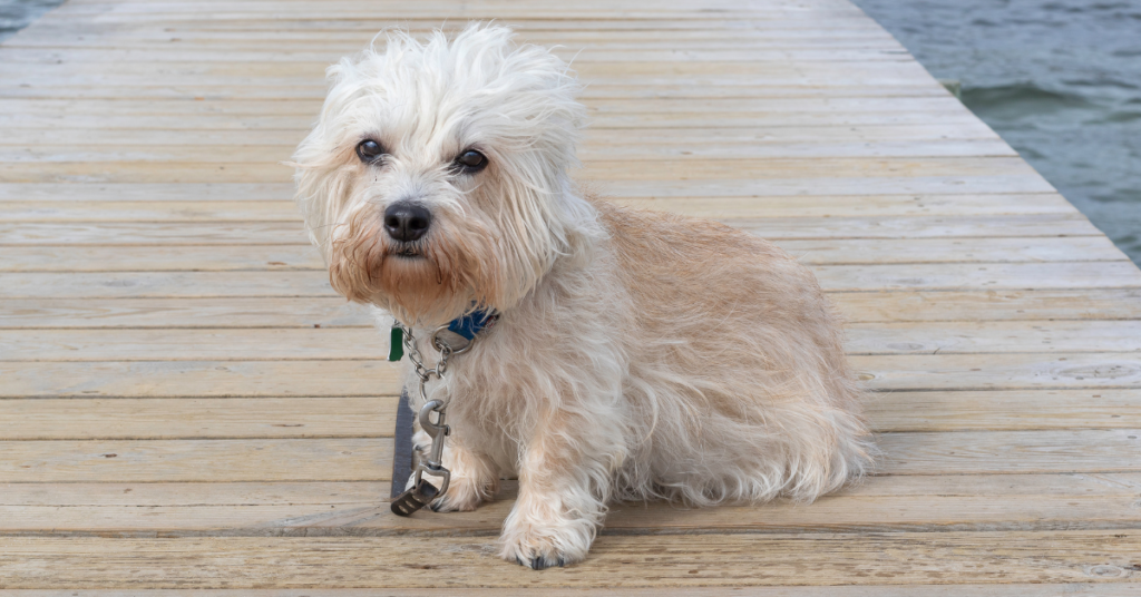 Dandie Dinmont Terrier