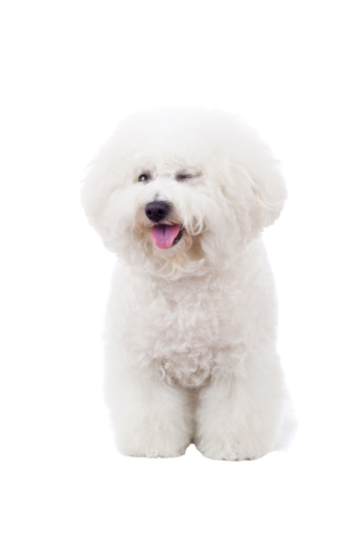 Bichon Frise