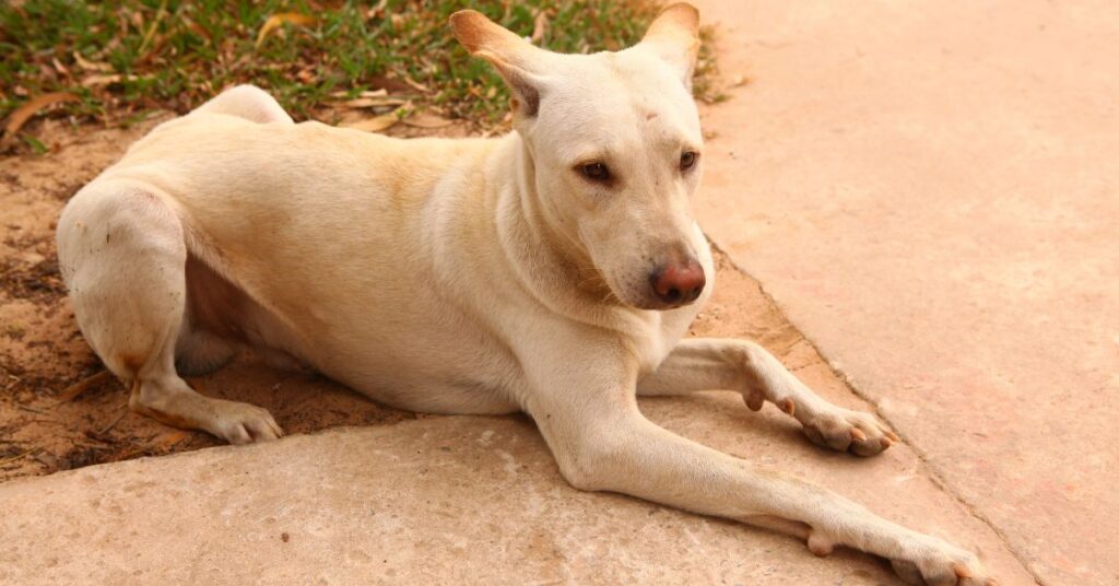 Canaan Dog