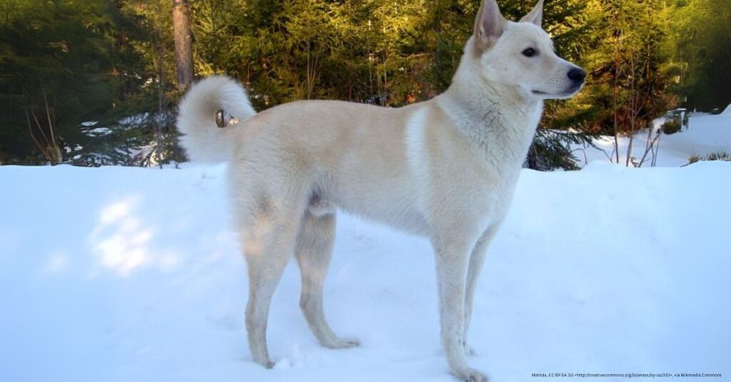 Canaan Dog