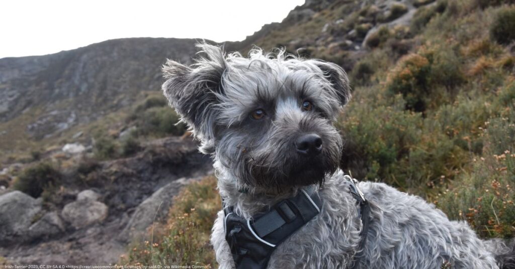 Glen of Imaal Terrier