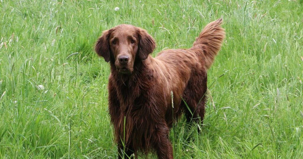 Flat-Coated Retriever