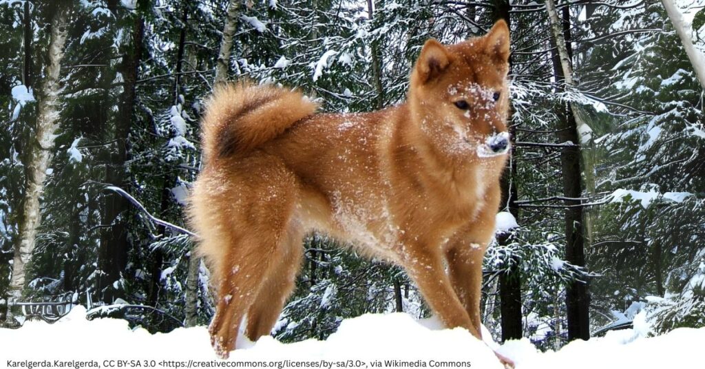 Finnish Spitz