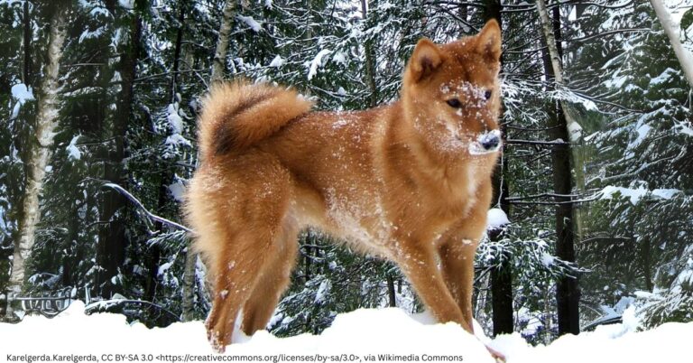 Finnish Spitz: The Barking Bird Dog with a Fox-like Appearance
