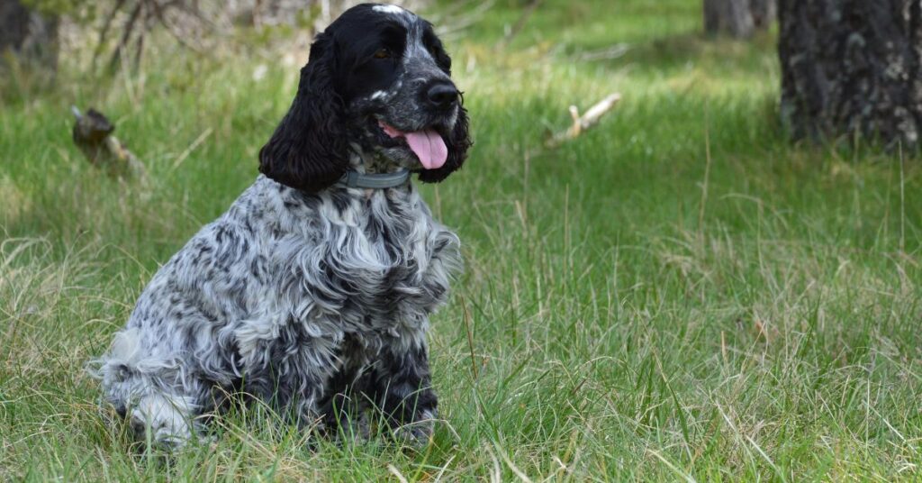Field Spaniel