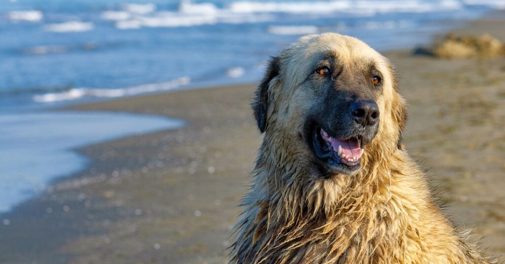 Estrela Mountain Dog