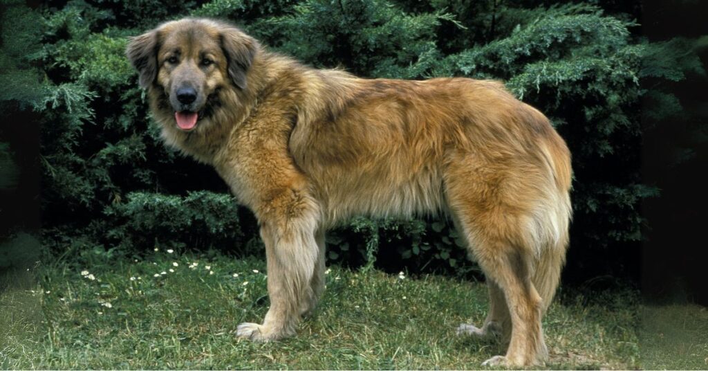 Estrela Mountain Dog