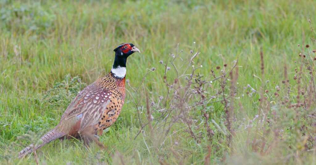 Pheasant
