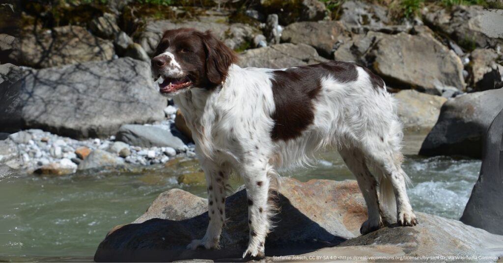 Drentsche Patrijshond