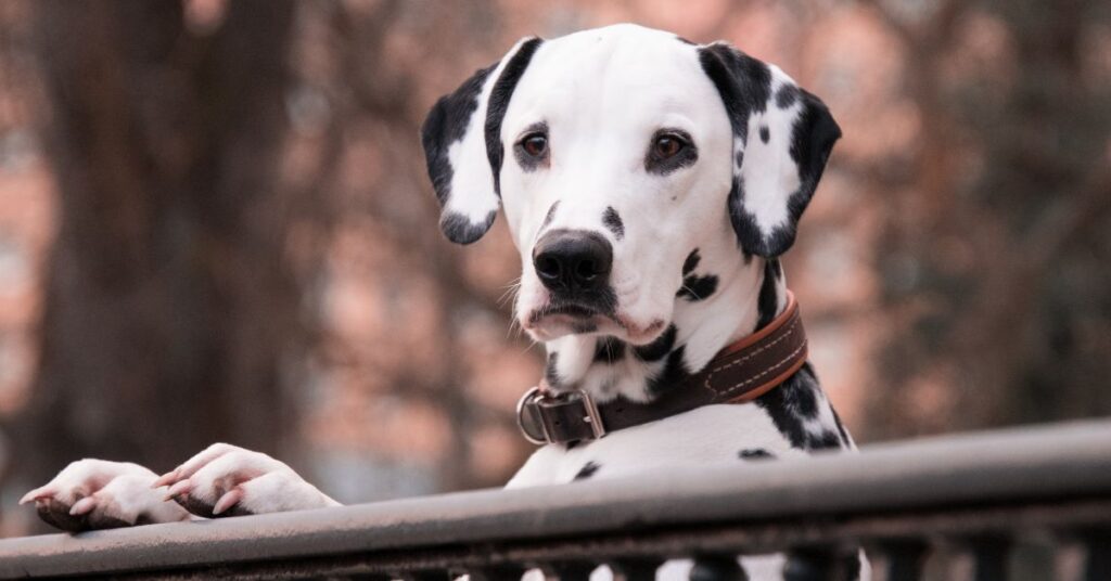 Dalmatian