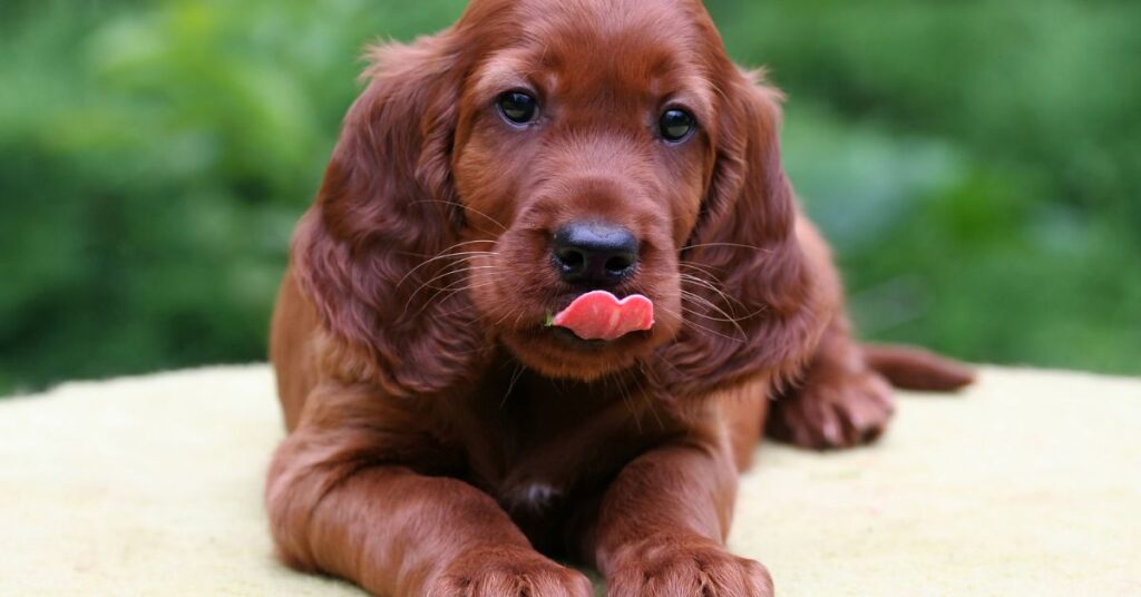 Irish Setter Puppy