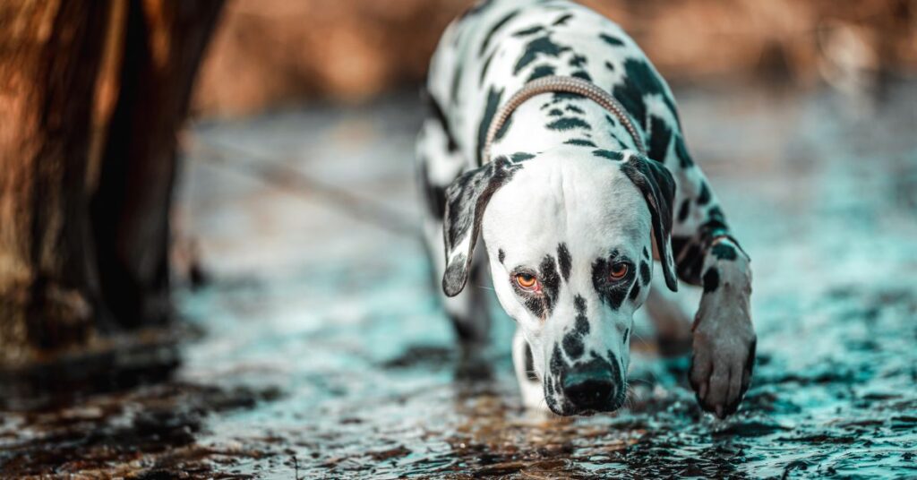 Dalmatian