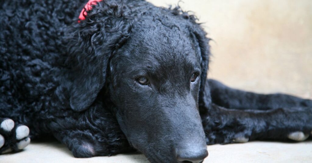 Curly-Coated Retrievers