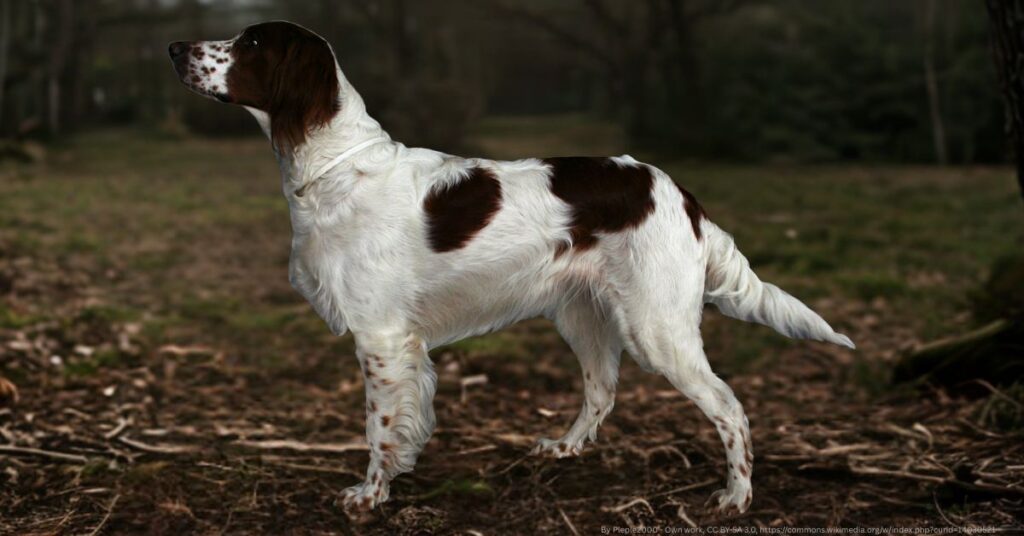Red and White Setter
