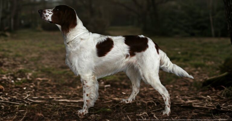 By Pleple2000 - Own work, CC BY-SA 3.0, https://commons.wikimedia.org/w/index.php?curid=14030521