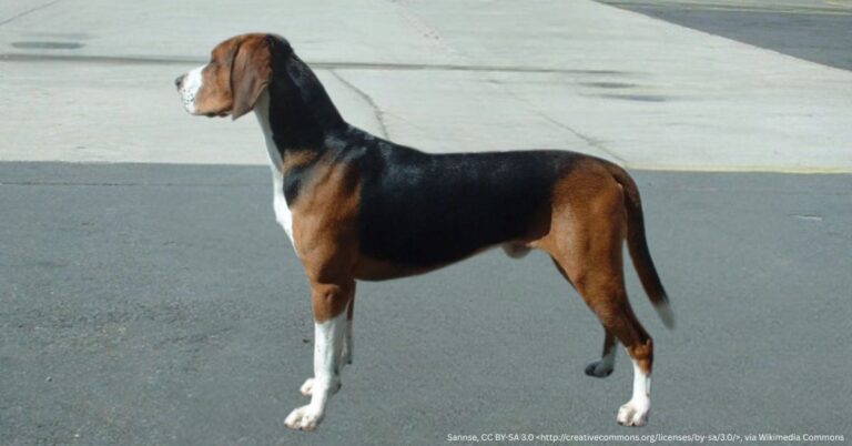 Sannse, CC BY-SA 3.0 <http://creativecommons.org/licenses/by-sa/3.0/>, via Wikimedia Commons