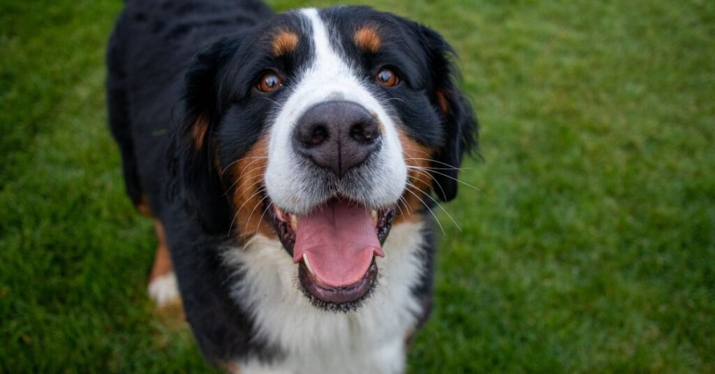 greater swiss mountain dog