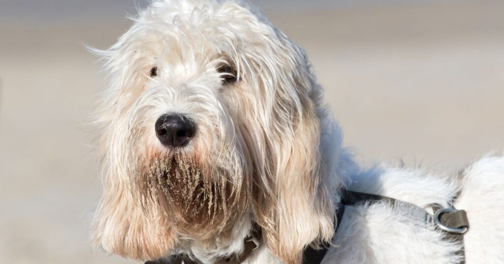 Grand Basset Griffon Vendéens