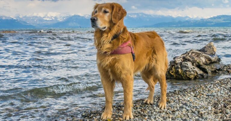 Golden Retriever: The Ultimate Family Dog – Friendly, Loyal, and Smart