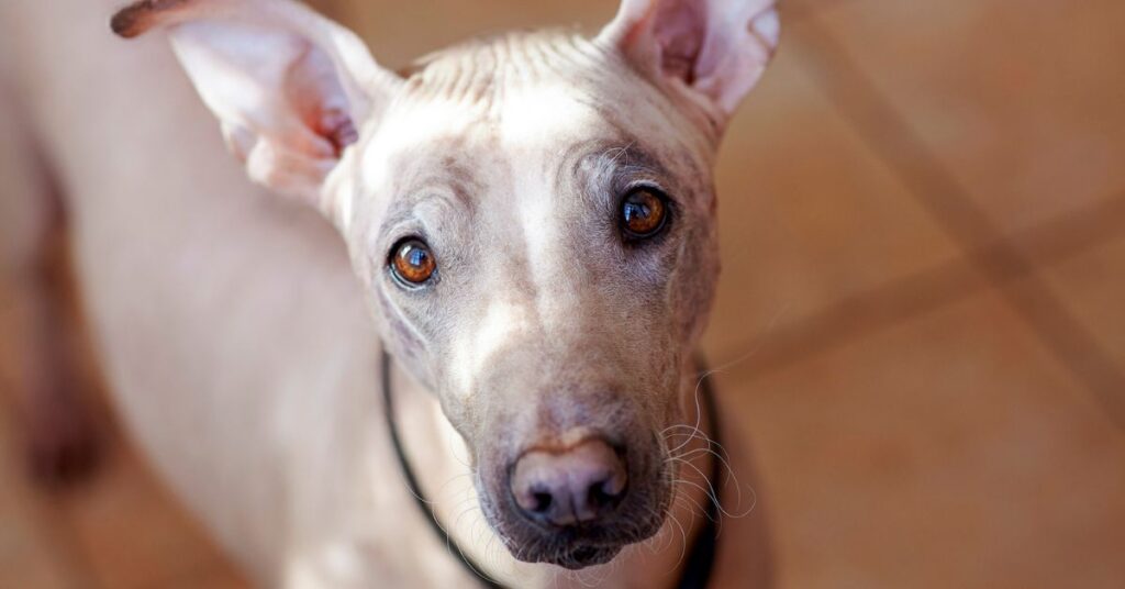 American Hairless Terrier