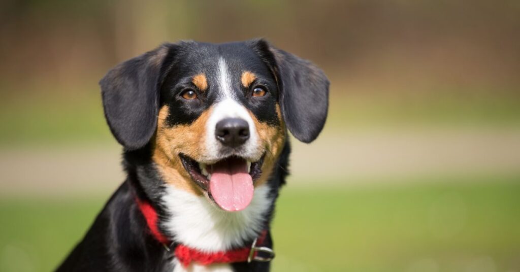 Entlebucher Mountain Dog