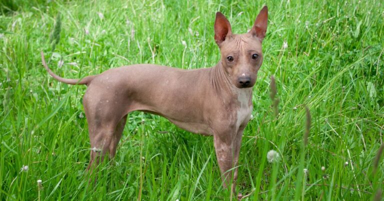 American Hairless Terrier: An Alert and Affectionate Companion Dog