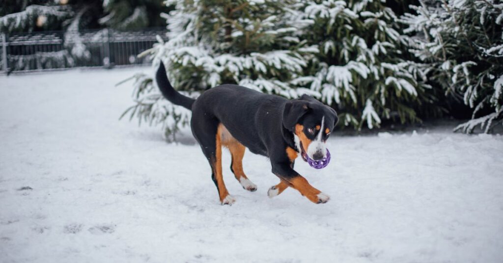 Entlebucher Mountain Dog