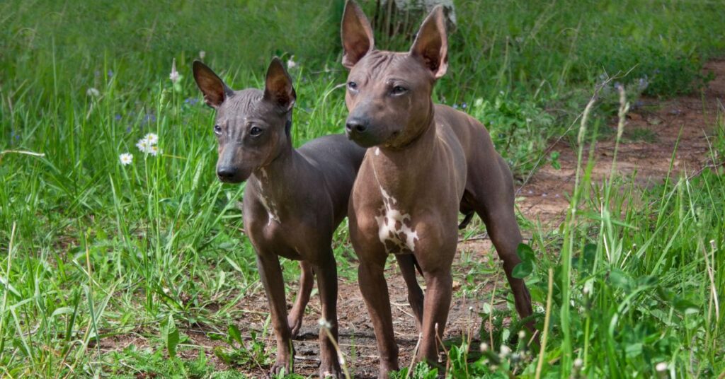 2 American Hairless Terriers