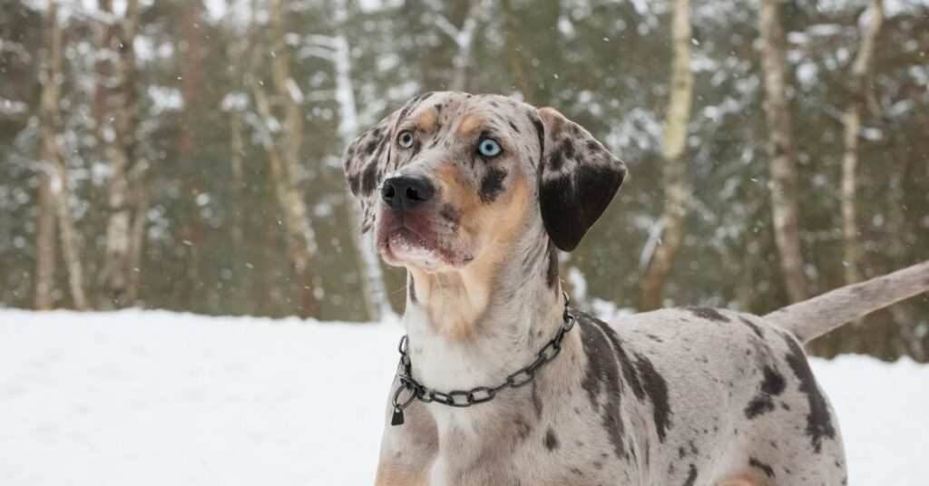 American Leopard Hound
