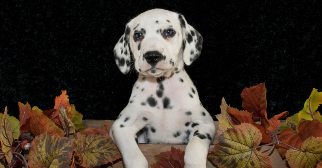 Dalmatian puppy