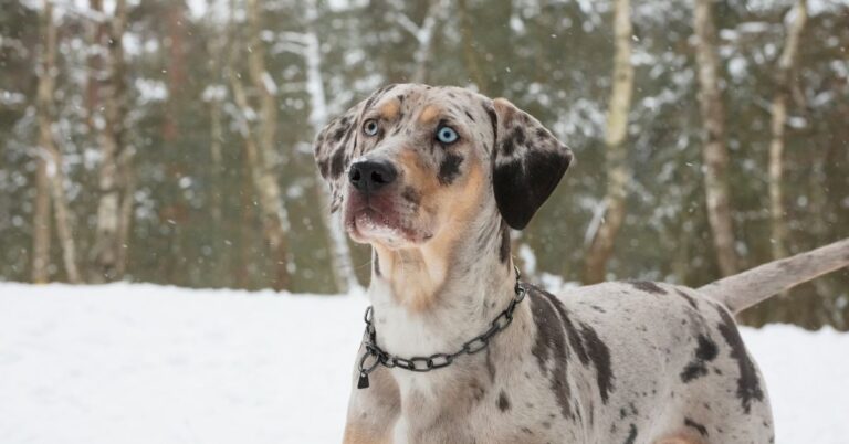 American Leopard Hound: The Smart and Spotted Scent Hound
