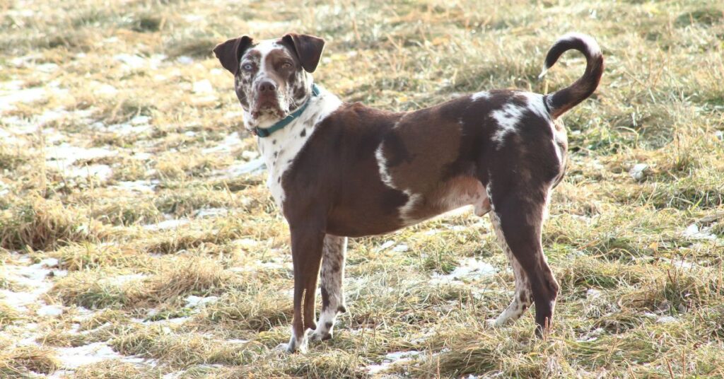 American Leopard Hound