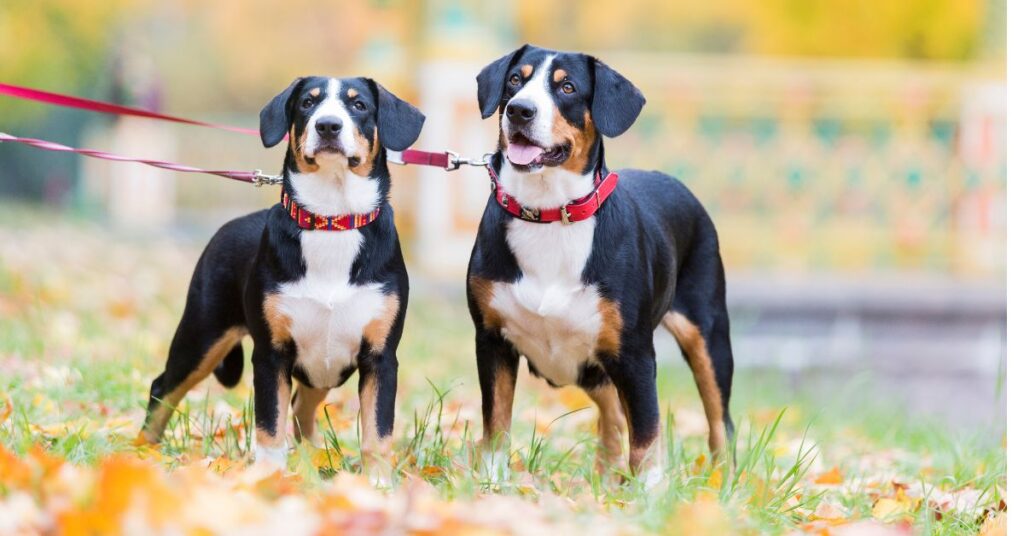 Entlebucher Mountain Dog