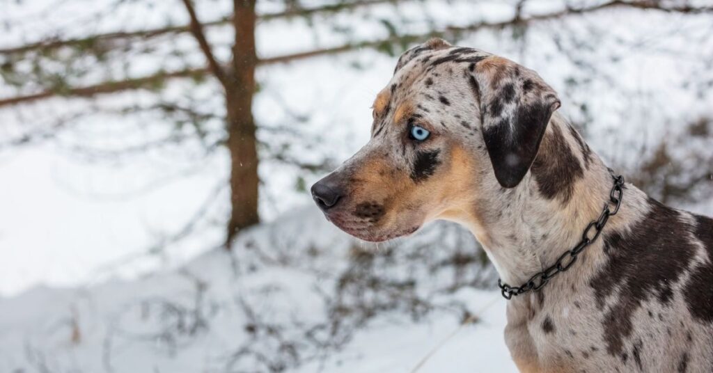 American Leopard Hound